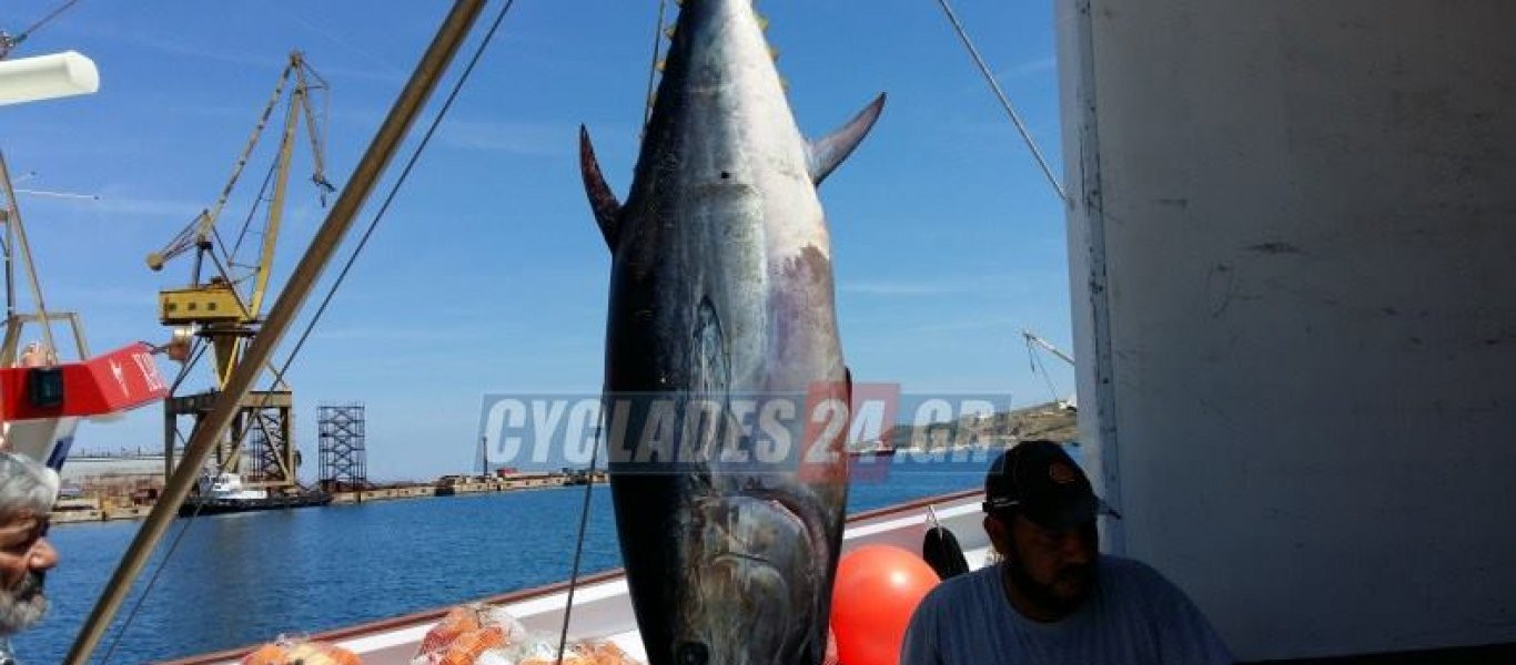 «Χρυσή» ψαριά στην Σέριφο: 2 τόνοι 470 κιλών και αξίας 15.000 δολαρίων! (βίντεο)